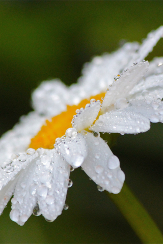 Drops, close up, bloom, white daisy, 240x320 wallpaper