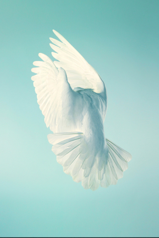 Pigeon, white bird, peace, stock, 240x320 wallpaper