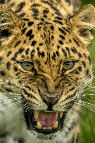 Roar, angry predator, leopard, muzzle, 240x320 wallpaper