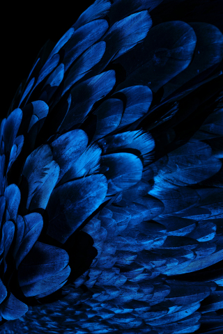 Feathers, bird wing, blue feathers, close up, 240x320 wallpaper