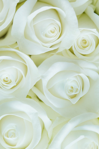 White roses, decorations, flowers, 240x320 wallpaper