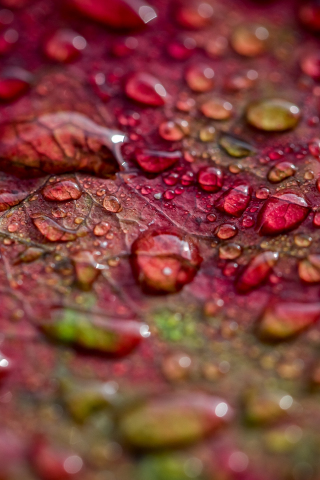 Water drops, leaf, surface, close up, 240x320 wallpaper
