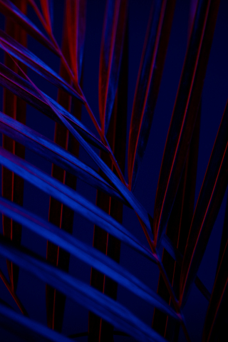 Leaves, blue-red, amoled glow, 240x320 wallpaper