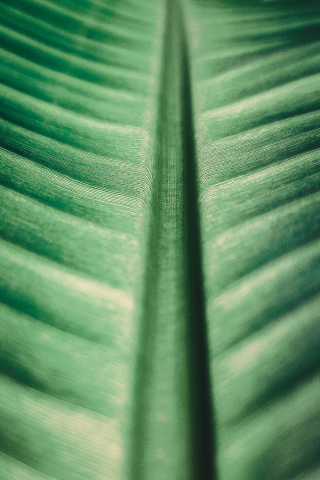Big green leaf, texture, nature, 240x320 wallpaper