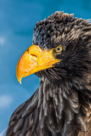 Bald eagle, yellow beak, predator bird, 240x320 wallpaper