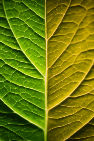 Bright, leaf, veins, close up, 240x320 wallpaper