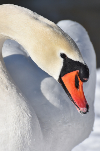 White swan, plumage, elegant bird, beak, 240x320 wallpaper
