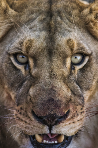 Lioness, angry beast, lion, muzzle, 240x320 wallpaper