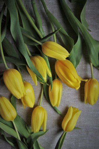 Yellow tulips, flowers, fresh, 240x320 wallpaper