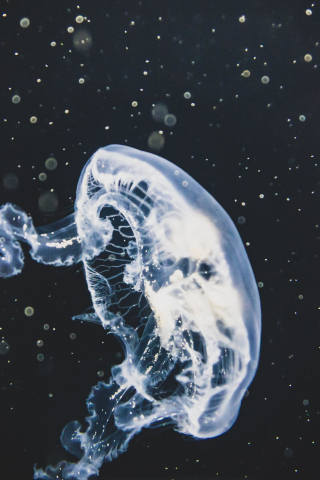 White, glow, jellyfish, 240x320 wallpaper