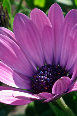 Daisy, purple flower, close up, 240x320 wallpaper