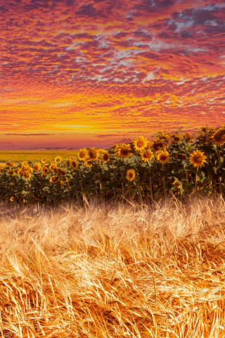 Wheat and sunflower farm, sunset, 240x320 wallpaper