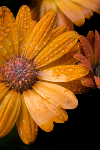 Orange flowers, gerbera daisy, close up, 240x320 wallpaper