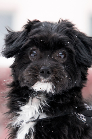 Dog, cute, black, muzzle, 240x320 wallpaper
