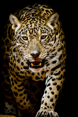 Leopard, predator, portrait, 240x320 wallpaper