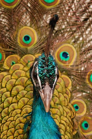Peacock, bird, dance, muzzle, 240x320 wallpaper