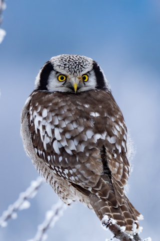 Cute bird, winter, owl, yellow eyes, 240x320 wallpaper