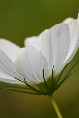 White cosmos, bloom, flower, close up, 240x320 wallpaper