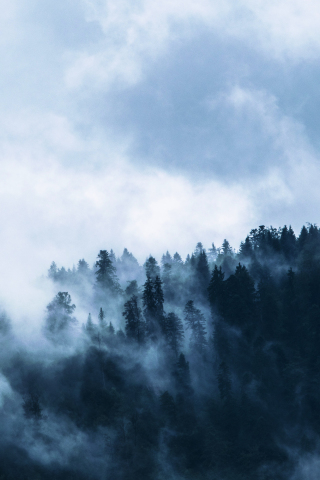Fog, misty day, forest, horizon, 240x320 wallpaper