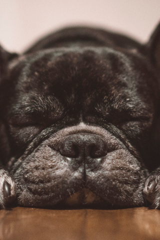 Sleep, Bulldog, close up, 240x320 wallpaper