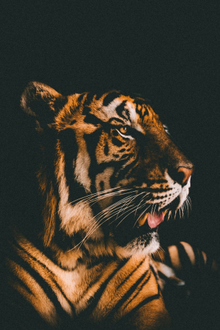 Tiger, muzzle, relaxed, predator, 240x320 wallpaper
