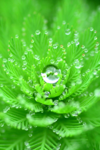 Droplets, close up, leaves, branches, 240x320 wallpaper
