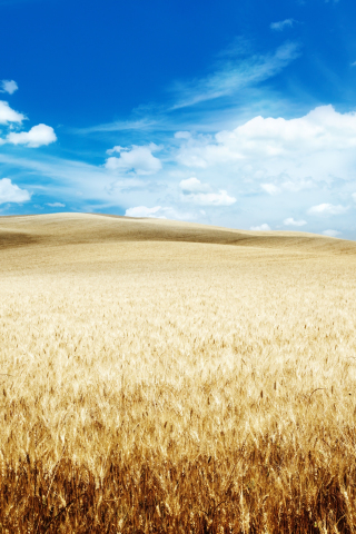 Wheat farm, landscape, clouds, blue sky, 240x320 wallpaper