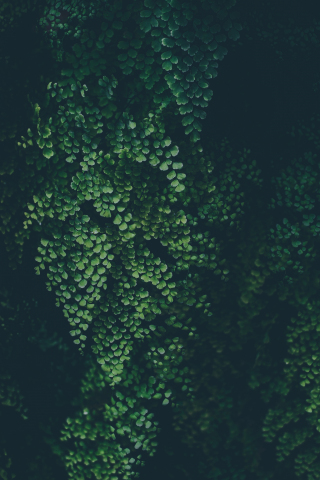 Green leaves, clover, nature, plants, 240x320 wallpaper