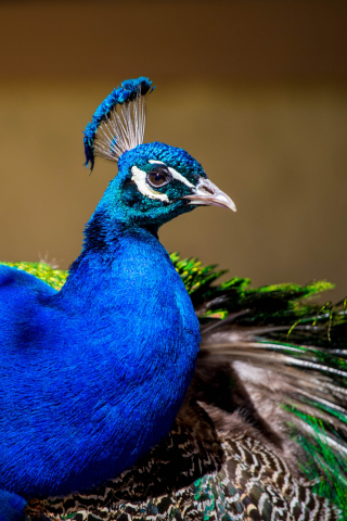 Peacock, colorful bird, plumage, 240x320 wallpaper