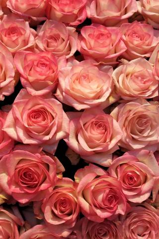 Pink roses, decorations, flowers, 240x320 wallpaper
