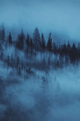 Dark, mist, trees, forest, 240x320 wallpaper