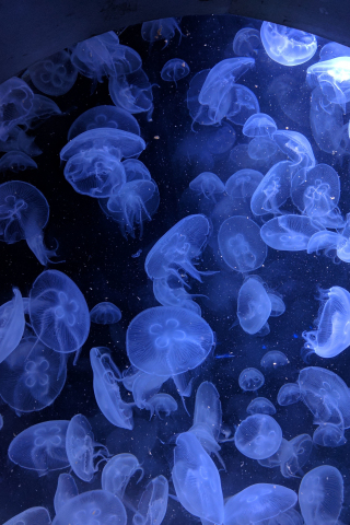 Jellyfish, underwater, blue, aquatic world, 240x320 wallpaper