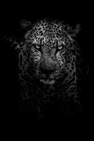 Leopard, angry, animal, monochrome, muzzle, 240x320 wallpaper