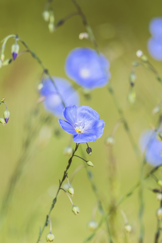 Meadow, bright blue flower, plants, spring, 240x320 wallpaper