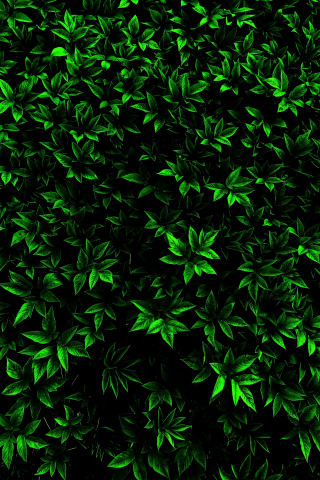Green, small leaf, branches, 240x320 wallpaper