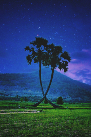 Palm trees, landscape, night, sky, 240x320 wallpaper