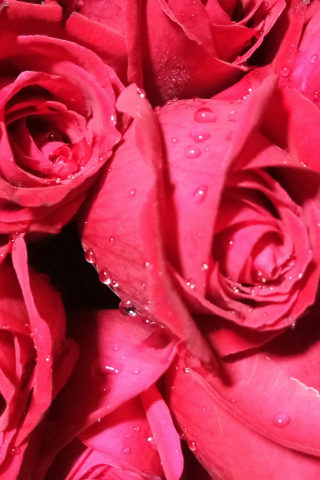 Bunch of roses, red flower, drops, 240x320 wallpaper