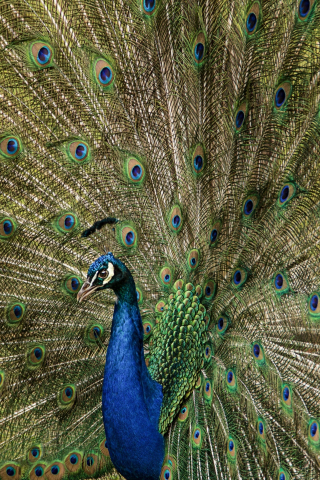 Plumage, feathers, dance, peacock, bird, 240x320 wallpaper