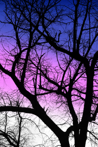 Purple sky, sunset, silhouette, tree, nature, 240x320 wallpaper