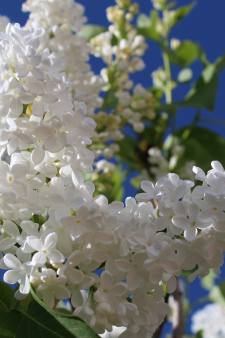 Blossom, pure white, flowers, spring, 240x320 wallpaper