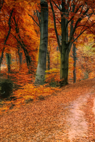 Autumn, tree, fall, pathway, 240x320 wallpaper