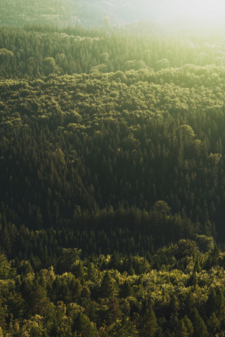 Aerial view, trees, forest, nature, 240x320 wallpaper