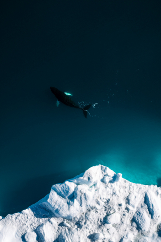Aerial shot, iceberg, whale, fish, sea, 240x320 wallpaper