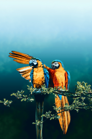 Macaw, bird pair, photoshop, 240x320 wallpaper