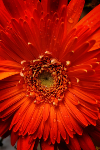 Orange flower, petals, close up, 240x320 wallpaper