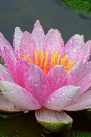 Pond, close up, lotus, drops, close up, 240x320 wallpaper