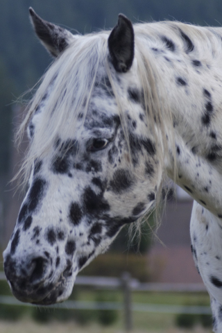 Horse, muzzle, animal, black spots, 240x320 wallpaper