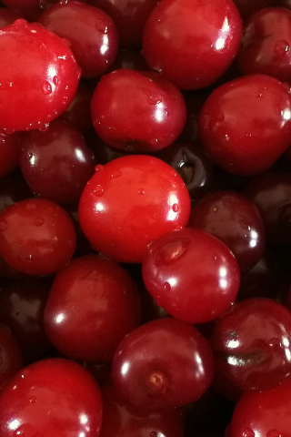 Cherry, fruits, fresh, water drops, red, 240x320 wallpaper