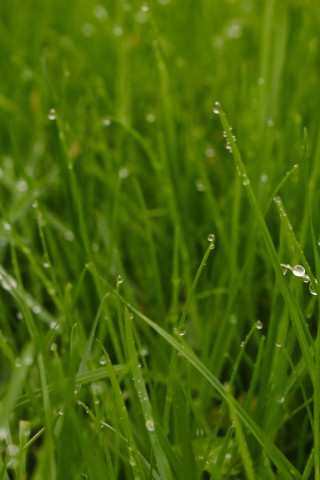 Green grass, landscape, water drops, 240x320 wallpaper