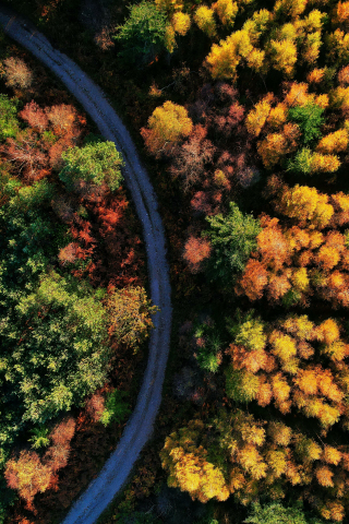 Beautiful autumn, green-yellow trees, aerial view, 240x320 wallpaper